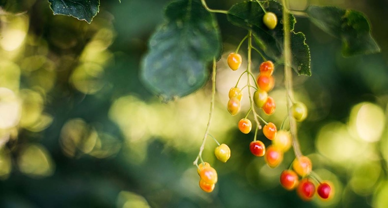 Berries